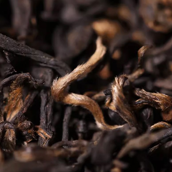 新茯豪